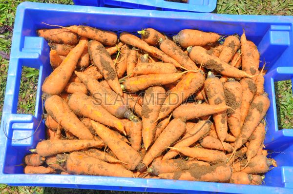 දියතලාව ගුවන් හමුදා කඳවුර උද්යාන අලංකාර සහ ගෙවතුවගා සම්මානය දිනාගනී...