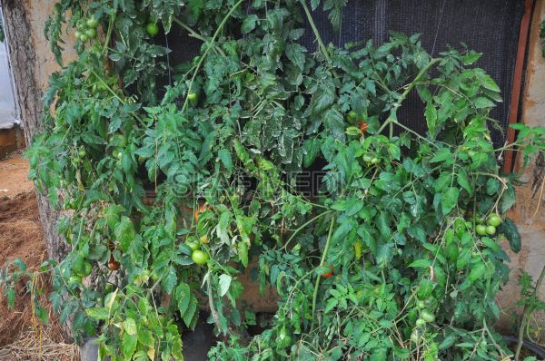 දියතලාව ගුවන් හමුදා කඳවුර උද්යාන අලංකාර සහ ගෙවතුවගා සම්මානය දිනාගනී...